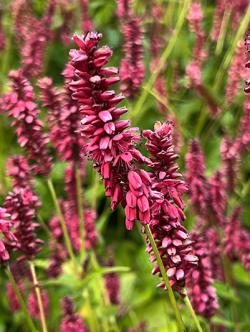 <i>Persicaria amplexicaulis</i> ‘Taurus’